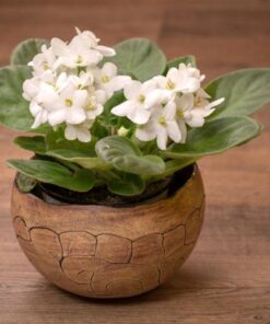 Übertopf Pflanzkugel - 11